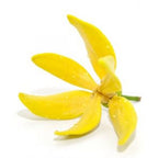 Eterinis aliejus (10 ml) - Ylang-Ylang